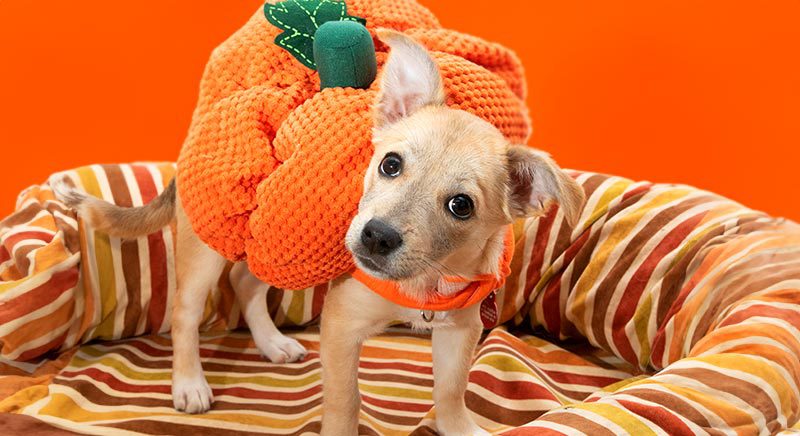 A small tan puppy standing on a dog bed, wearing a pumpkin costume