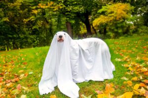 a dog dressed in a ghost costume, standing outside in fall leaves