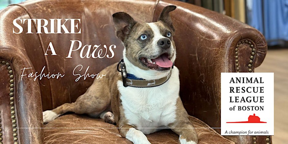 strike a paws event header A dog lying down on a brown sofa chair. The words "Strike a Paws Fashion Show" are shown in the top-left corner. The Animal Rescue League of Boston's logo is shown on the bottom-right corner.