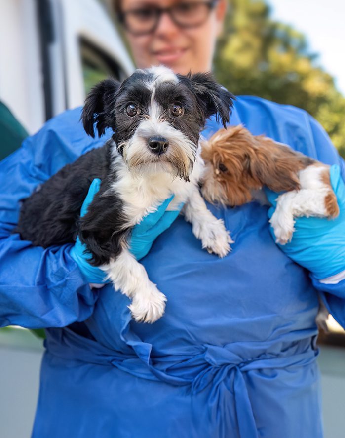 A person wearing blue scrubs and gloves, holding two small puppies.