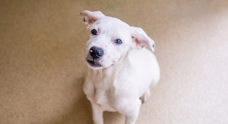 White puppy looking up at camera