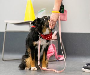 A small black and brown dog with a red polka dot bandana attentively sniffs a person's hand indoors.
