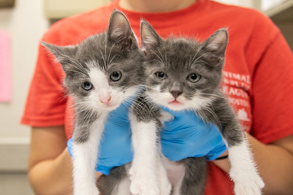 Two small kittens being held by an ARL staff member wearing surgical gloves.