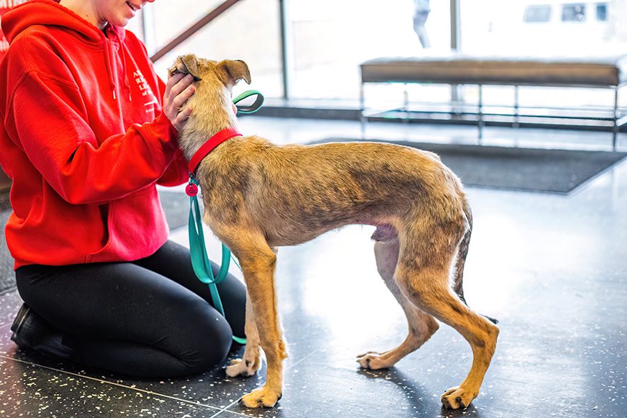 A person in a red hoodie kneels, gently holding a tan, underweight dog on a green leash in a bright room. 