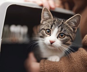 A curious tabby kitten with wide eyes peeks out from a beige pet carrier, being gently held by a person in a brown coat, creating a warm, tender moment.