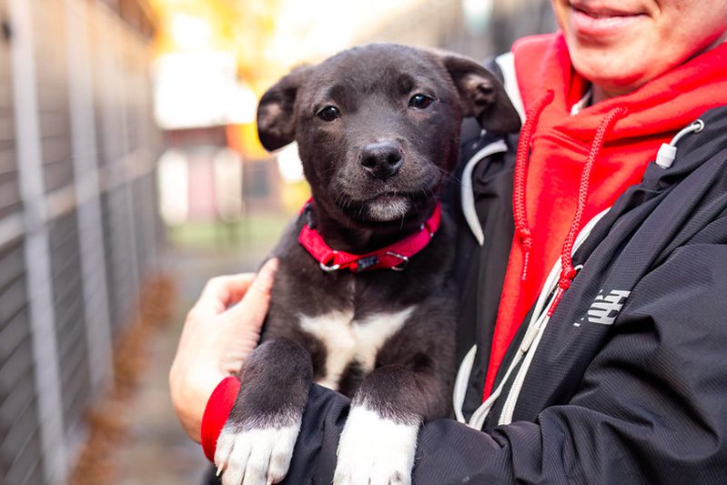 A person wearing a red hoodie and black jacket holds a black puppy with white paws and a red collar. The background is a blurred outdoor setting.