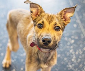 Curious brown dog with perky ears stands on a speckled black floor, wearing a red collar.