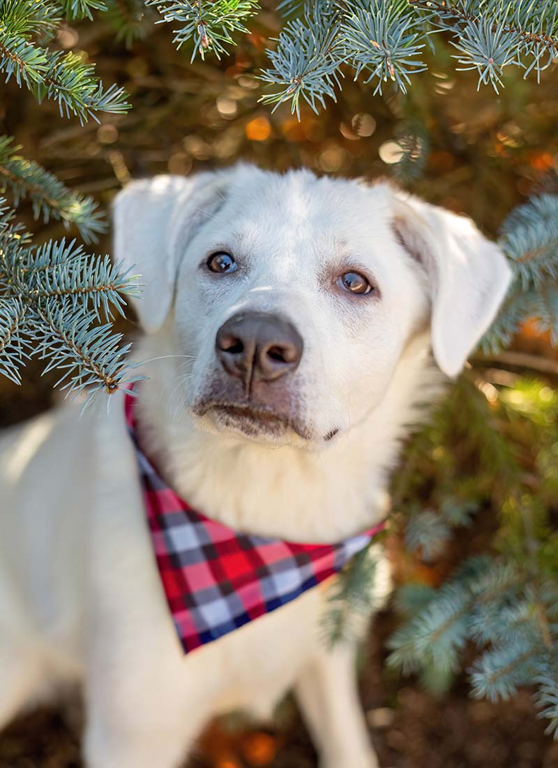 A white dog with a red and black plaid bandana sits among green pine branches, looking up with curious eyes. Sunlight filters through the trees.
