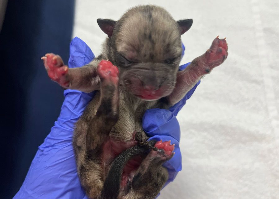 Week old puppy being held by someone wearing a surgical glove