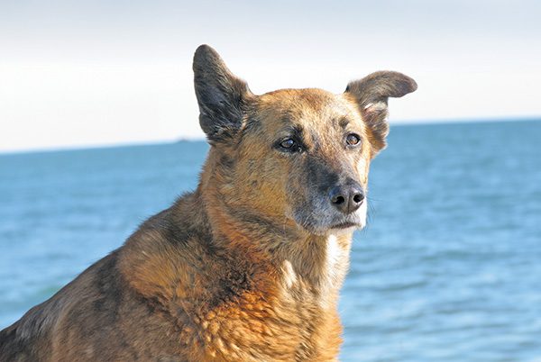 A German Shepherd dog with perked ears stands alertly by the sea, its fur glowing in sunlight against a clear blue sky.