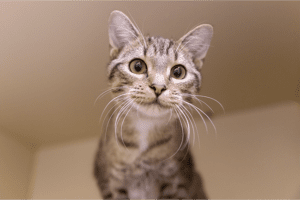 Curious tabby cat with wide eyes and prominent whiskers looks directly at the camera, set against a neutral indoor background.