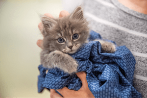 A fluffy gray kitten with blue eyes is held in someone's hands, wrapped in a blue patterned blanket.