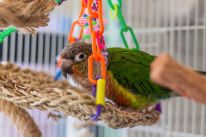 A green and yellow parrot with a bright red chest sits on a woven rope perch surrounded by colorful hanging toys in a cage.