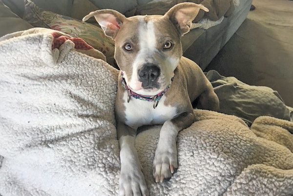 A gray and white dog with a colorful collar lounges on a fluffy, cream-colored blanket. Its ears perk up and eyes look curiously at the camera.
