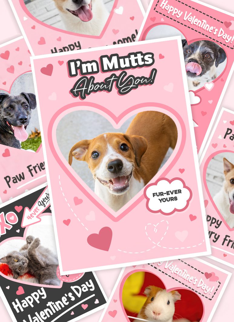 A collection of pink, heart-themed Valentine's Day cards featuring various pets such as dogs, a cat, and a guinea pig, with playful messages and paw prints.