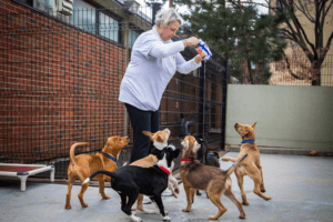 A woman in a white shirt feeds treats to six eager puppies in a fenced yard