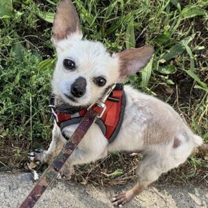 Small white dog with large ears wearing a red harness, looking up curiously. The background shows grass and a concrete path.