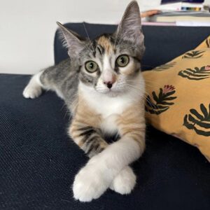 A tricolored cat lies on a navy couch with legs crossed. Its large green eyes gaze directly at the camera. A yellow pillow with leaf patterns is beside it.