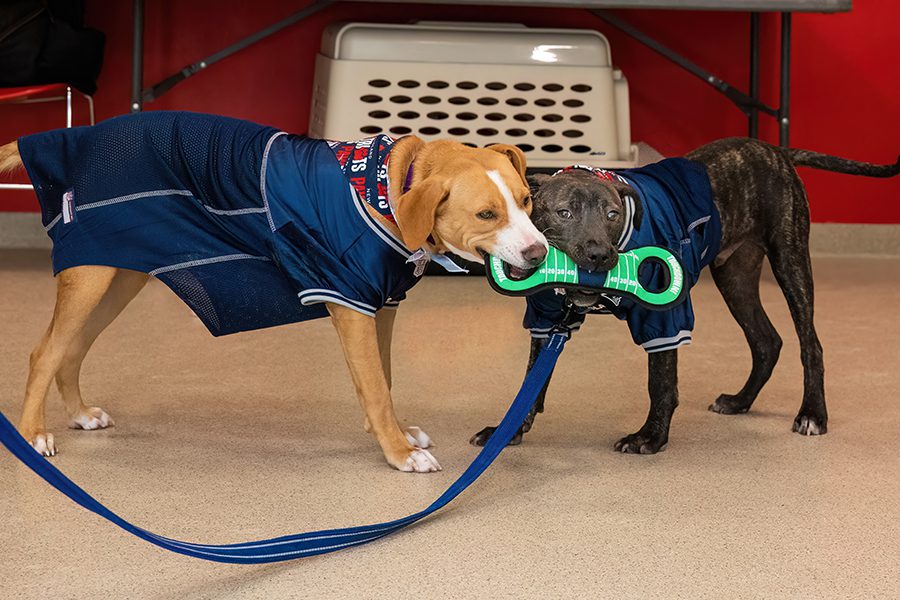 Two dogs wearing blue sports jerseys playfully tug at a green toy shaped like a football on a tan floor.