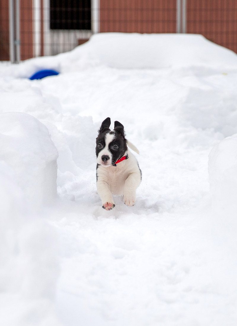 A playful black and white puppy with a red collar is joyfully bounding through deep snow. Its ears perk up, and excitement fills the winter scene.
