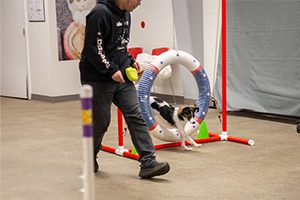 A dog excitedly jumps through a colorful hoop in an indoor agility course, guided by a person holding a yellow ball, conveying teamwork and focus.