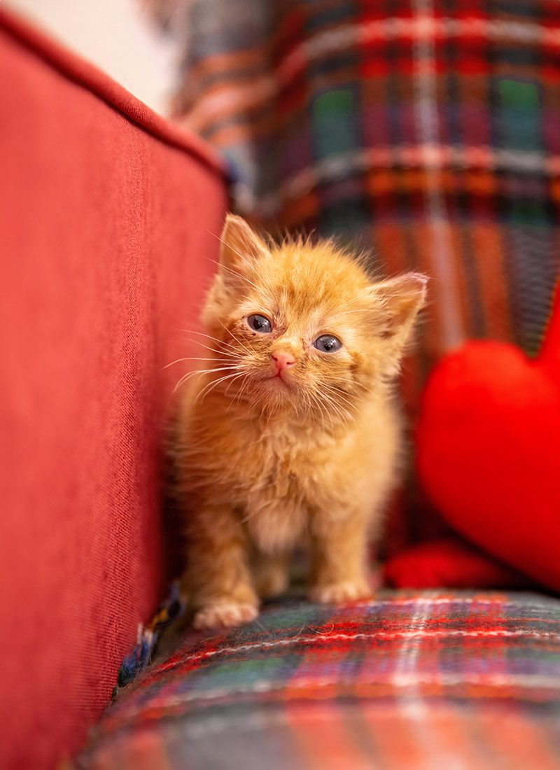 Fluffy orange kitten with blue eyes sitting on a plaid blanket next to a red couch and heart-shaped pillow.
