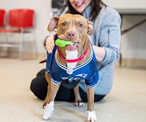 A brown dog in a blue sports jersey holds a green toy while a woman kneels behind it, smiling. The setting is a warm, indoor space with red chairs.