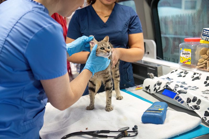 Veterinarian in blue scrubs examines a tabby cat on a table. Another veterinary professional assists.