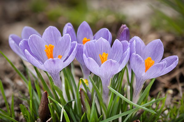 Purple crocuses with vibrant orange centers bloom among green grass and brown soil
