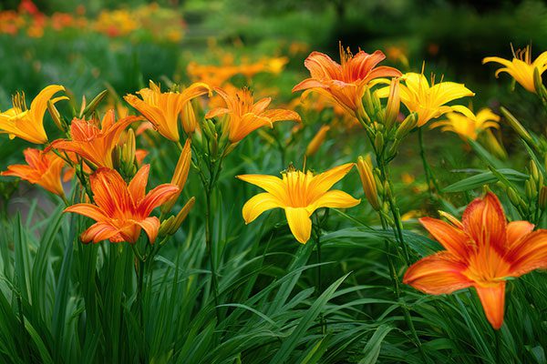 A vibrant garden scene with orange and yellow daylilies in full bloom against lush green foliage