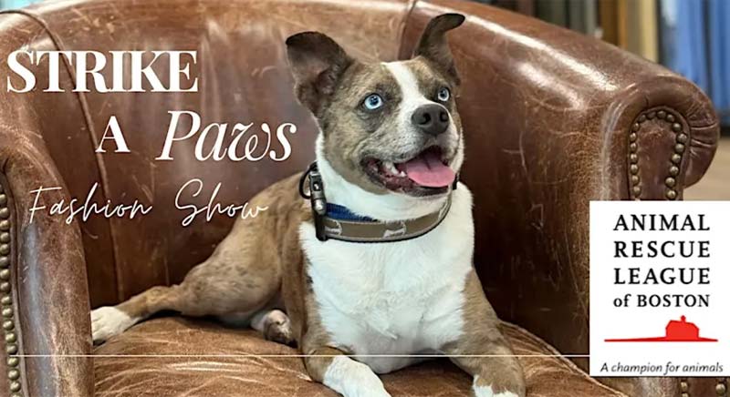 brown and white dog sitting in a brown chair. Text says "Strike a Paws"