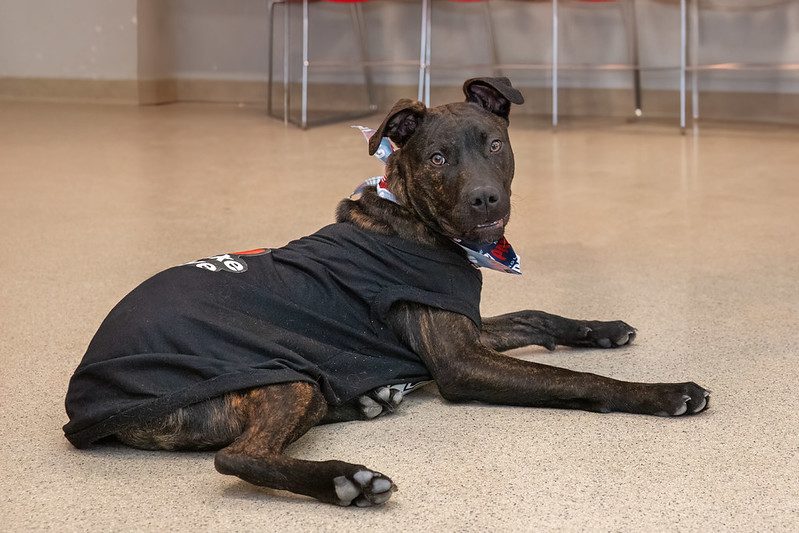 Brindle dog wearing a bandana and black shirt lies on a tan floor, looking back with a curious expression.