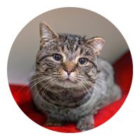 A gray tabby cat with expressive eyes sits on a red surface, looking directly at the camera.