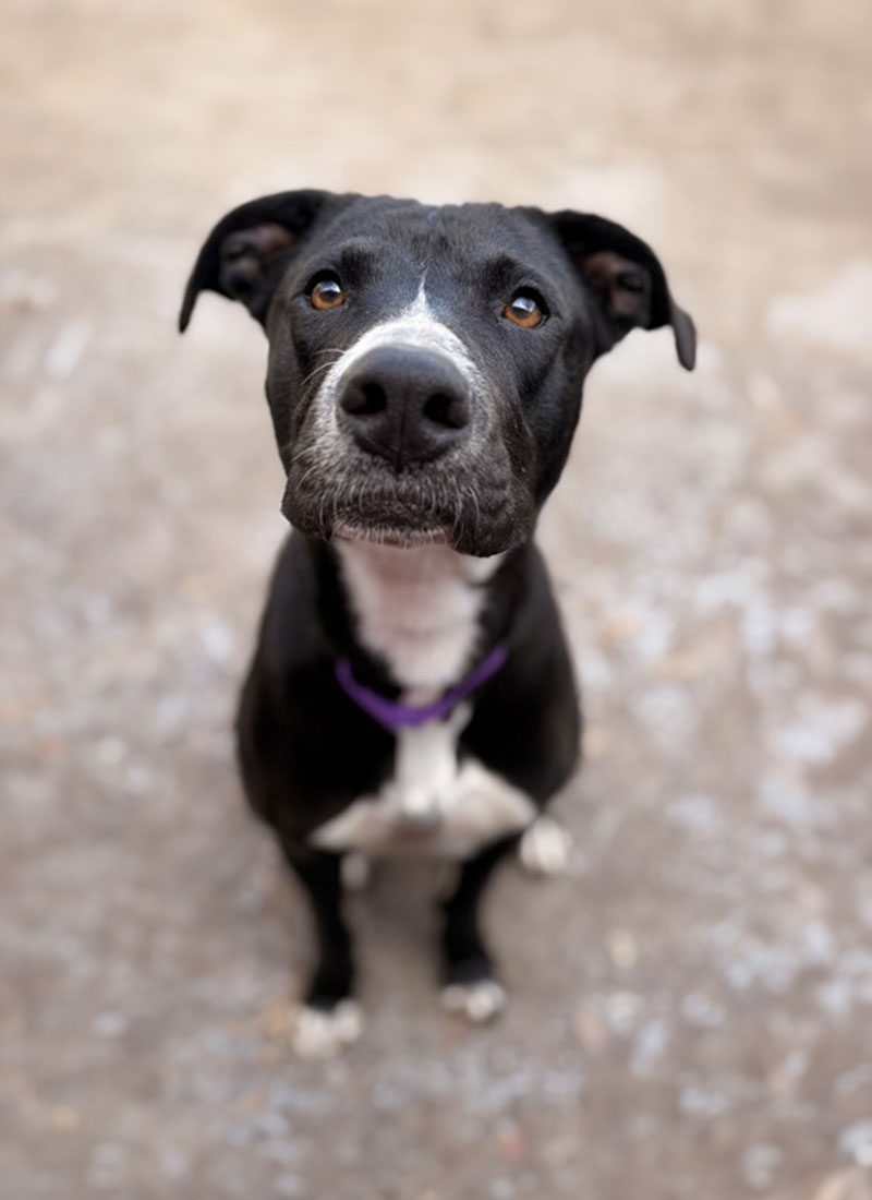 A black and white dog with a purple collar sits on a textured surface, looking up toward the camera.