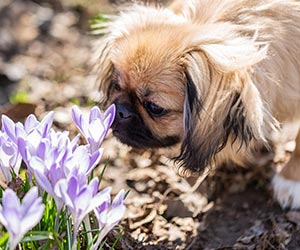 A small, fluffy dog curiously flowers in a sunlit garden. 