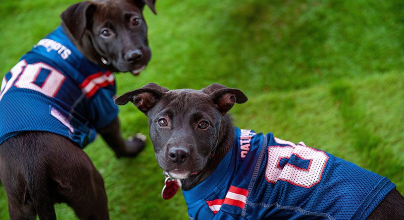 Two black puppies wearing blue sports jerseys stand on vibrant green grass. They look curiously at the camera, conveying playfulness and joy.