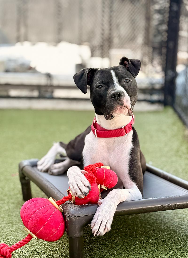 A black and white dog with a red collar lies on a raised platform outdoors, holding a red plush toy.