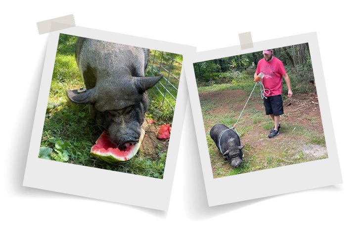 Polaroid photo of four tabby cats snuggled together on a cat tree. Polaroid photo, next to it, a smiling person poses with a dog in a pet supply store.