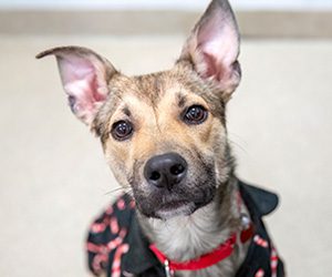 A tan and brown dog with upright ears sits on a light carpet, wearing a red collar and a black jacket with red patterns. The dog looks curiously at the camera.