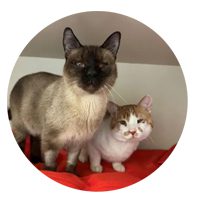 Two cats are snuggled together on a red blanket. One is a Siamese, the other is orange and white, both looking content and cozy.