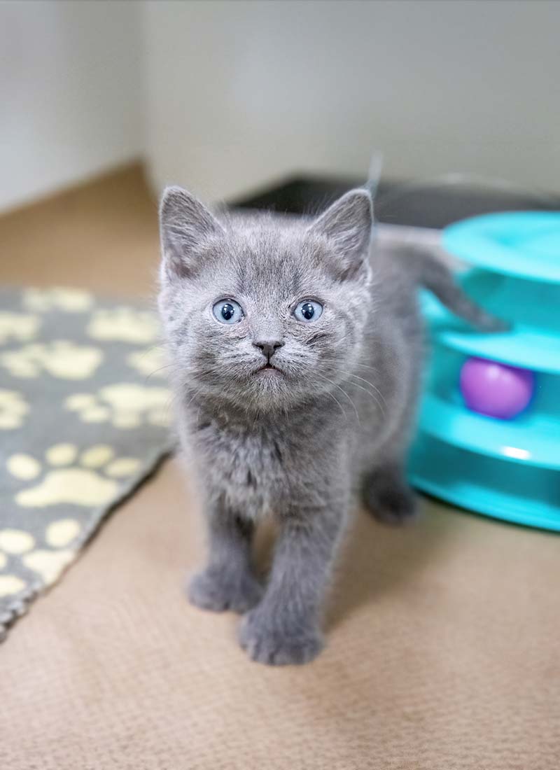 A small gray kitten with blue eyes stands on a beige carpet. Nearby, a blue toy with a purple ball and a blanket with paw prints.