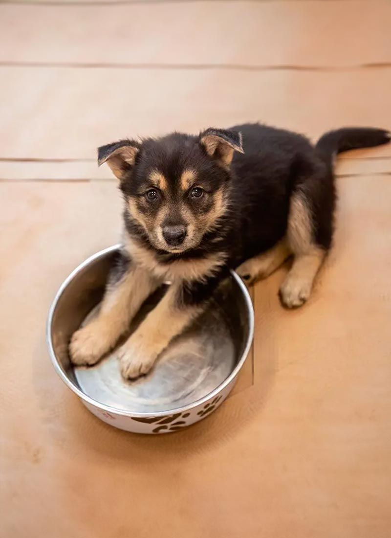 A black and tan puppy sits with its front paws inside a large metal dog bowl on a beige floor, looking up.