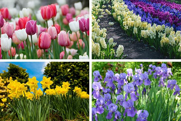 A series of four vibrant flower photos: red and pink tulips, rows of multicolored flowers, bright yellow daffodils, and lush purple irises, evoking a sense of spring.