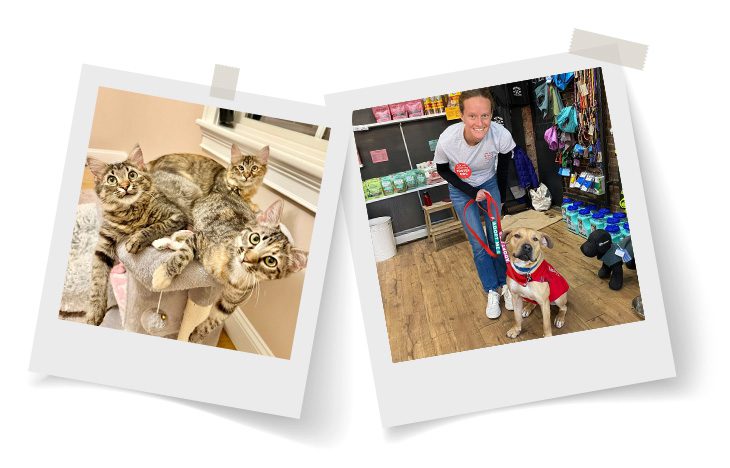 Polaroid photo of four tabby cats snuggled together on a cat tree. Next to it, a smiling person poses with a dressed-up dog in a pet store.