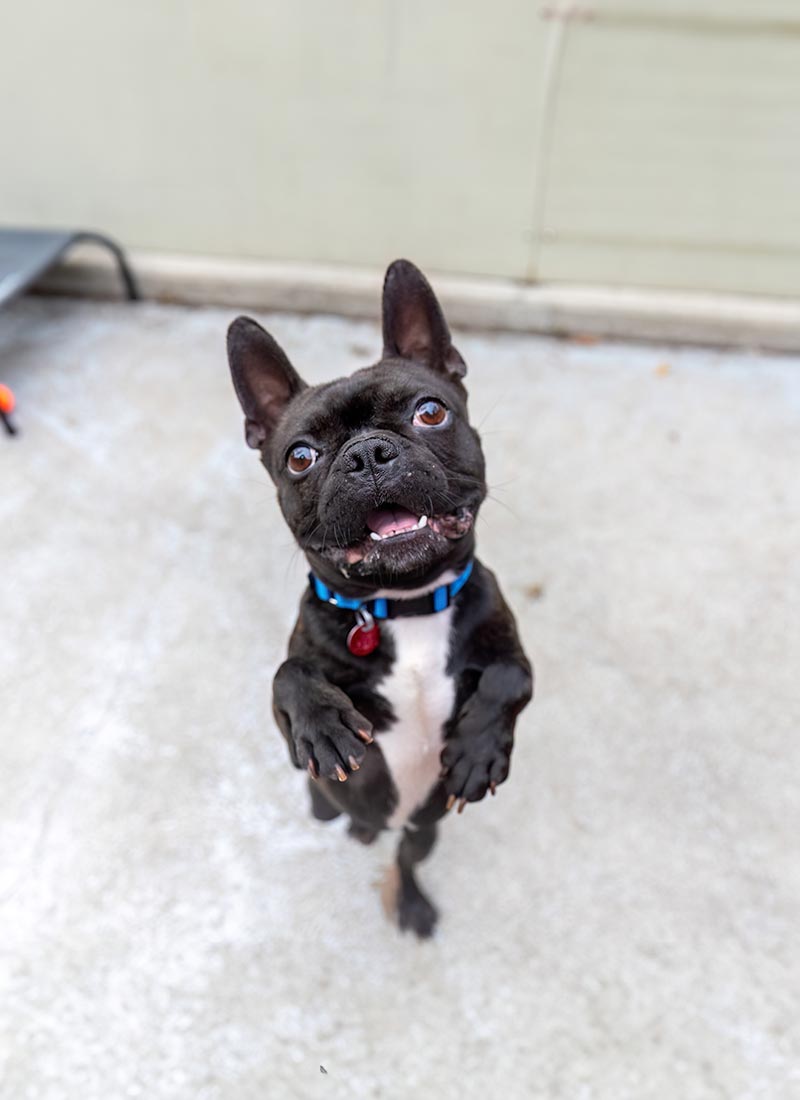 A joyful black dog with a blue collar and tag stands on hind legs outside, looking up excitedly with ears perked and mouth open.