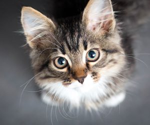 Fluffy kitten with big blue eyes looks up with curiosity. Its fur is a mix of grey and white, and the background is softly blurred.