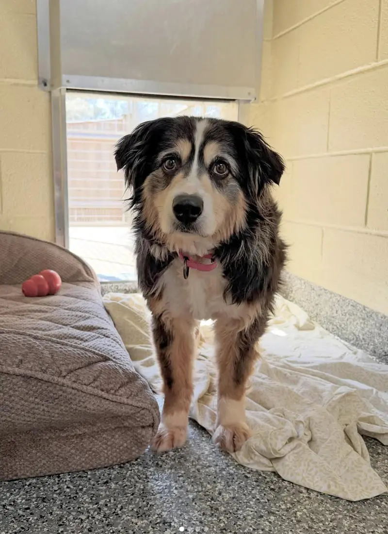 A fluffy dog with a black and white coat stands on a speckled floor next to a bed.