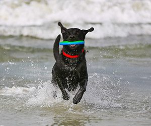 A joyful black Labrador with a red collar runs through shallow ocean waves, holding a blue-green frisbee in its mouth. 