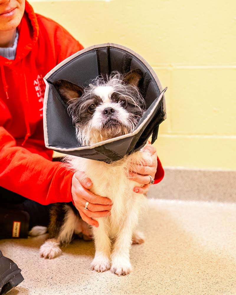 A small, scruffy dog with a black and white coat wears a large veterinary cone. It sits calmly next to a person in a red sweatshirt on a neutral floor.