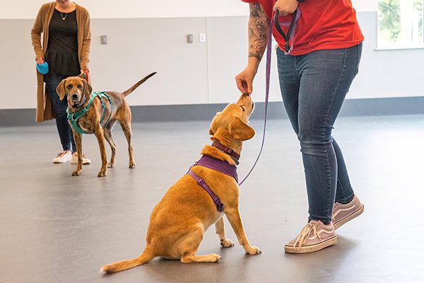 A seated dog in a purple harness receives a treat from a person in jeans and a red shirt, while another dog waits with its owner in the background.